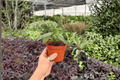 Peperomia Maculosa – 2 Exact Live Plants in 4-Inch Pots