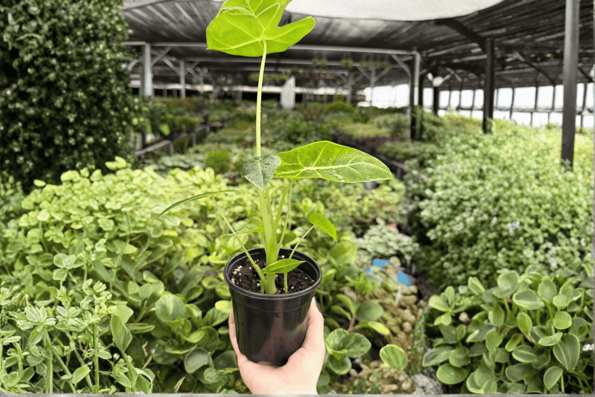 Alocasia Frydek (Alocasia micholitziana ‘Frydek’) 2 Live Plants in 4-Inch Pots