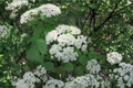 Arrowwood Viburnum Live Plant 1 Gallon Pot – Viburnum dentatum