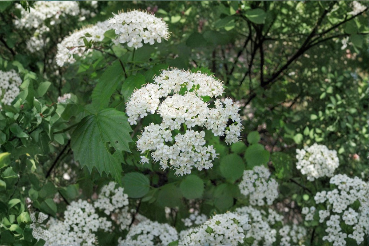 Arrowwood Viburnum Live Plant 1 Gallon Pot – Viburnum dentatum
