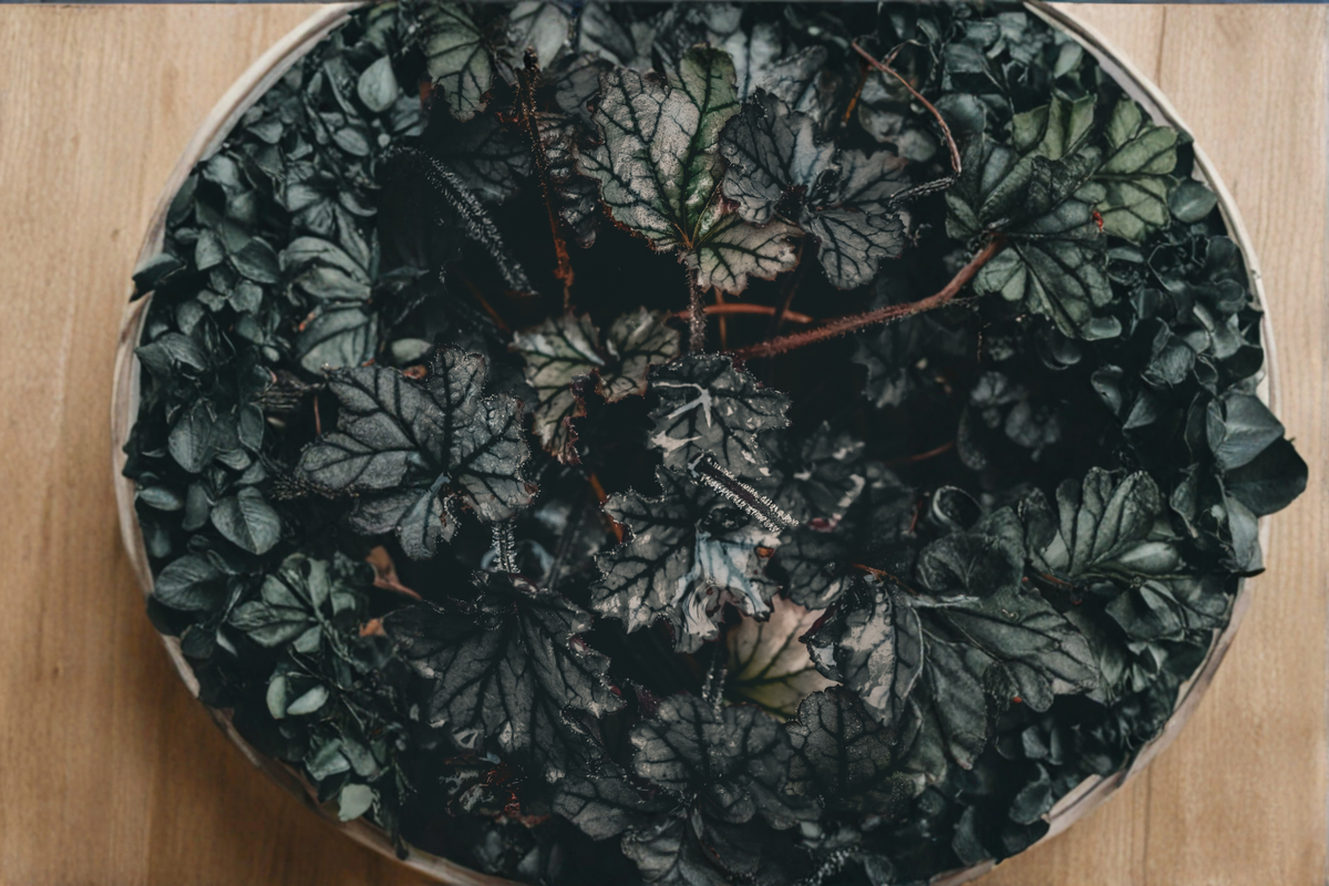 Heuchera Black Taffeta - 3 Rooted Starter Plants (1 Qt Pots) Coral Bells