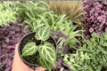 Anthurium Silver Hope x Hoffmanii - 2 Exact Live Plants in 4-Inch Pots