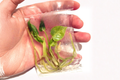 Anthurium Hookeri Variegated - Tissue Culture Live Plant, 3-Inch Pot