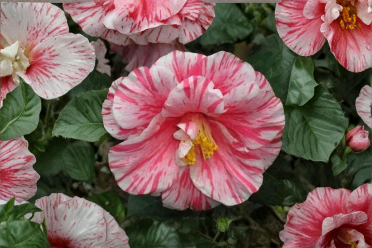 Kick Off Japanese Camellia Camellia japonica ‘Kick Off’ Live Plant in 3-Gallon Pot