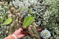 Alocasia Lutea 2 Live Starter Plants (Alocasia macrorrhizos ‘Lutea’) — 2-Inch Nursery Size, Bare Root