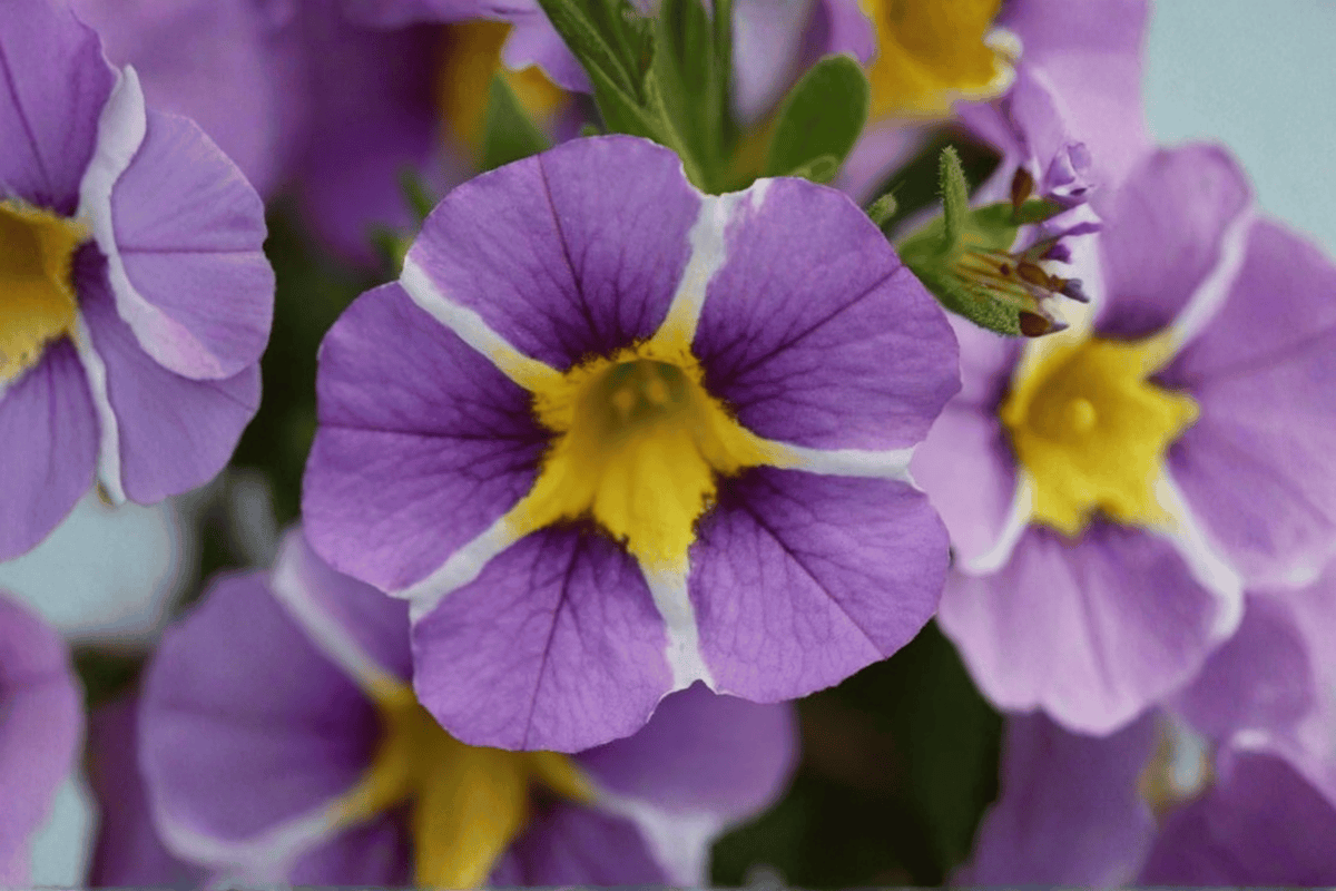 Calibrachoa MiniFamous Uno Violet Star Million Bells — 4-Inch Live Plant