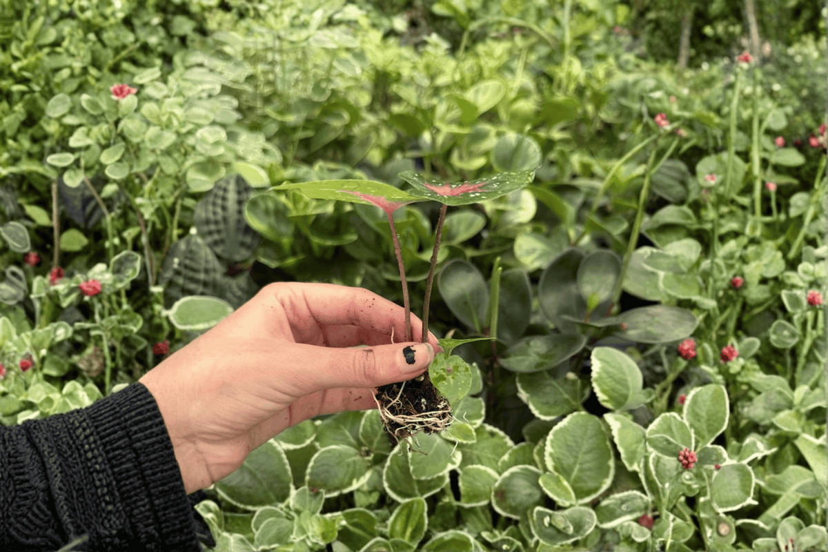 Caladium bicolor 'Camilla' - 2 Exact Live Starter Plants (Caladium Camilla) - Starter Plants