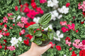 Peperomia Ecuador Live Plant 4-Inch Rooted Starter Plant