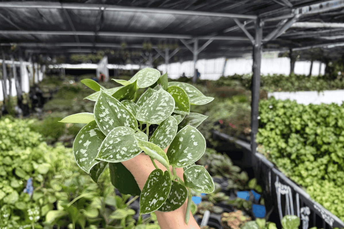Scindapsus pictus ‘Silvery Ann’ - 2 Live Plants in 4-Inch Pots