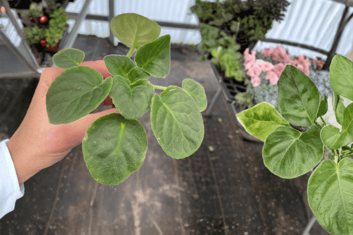 Birth of Galaxy African Violet Starter Plants (Streptocarpus ionanthus) – 2 Plants
