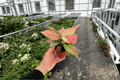 Aglaonema Red Valentine 2-Pack - 4-Inch Live Plants