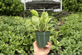 Peperomia obtusifolia ‘Golden Gate’ - 2 Live 4-Inch Pots