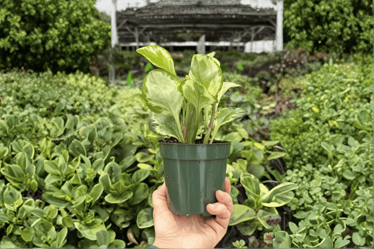 Peperomia obtusifolia ‘Golden Gate’ - 2 Live 4-Inch Pots