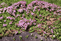 Red Creeping Thyme - Thymus praecox ‘Coccineus’ | 4-Inch Live Plant