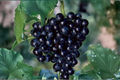 Miniature Pixie Grapes Seeds - 5 Seeds, Dwarf Fruit Vine for Indoor/Outdoor Growing