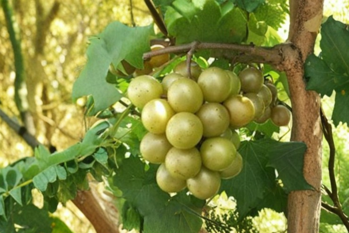 Scuppernong Muscadine Grape Vine - 3 Gallon Live Plant