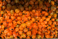 Fried Chicken Hot Pepper Live Starter Plants – 3-Pack, ~75+ Days Old