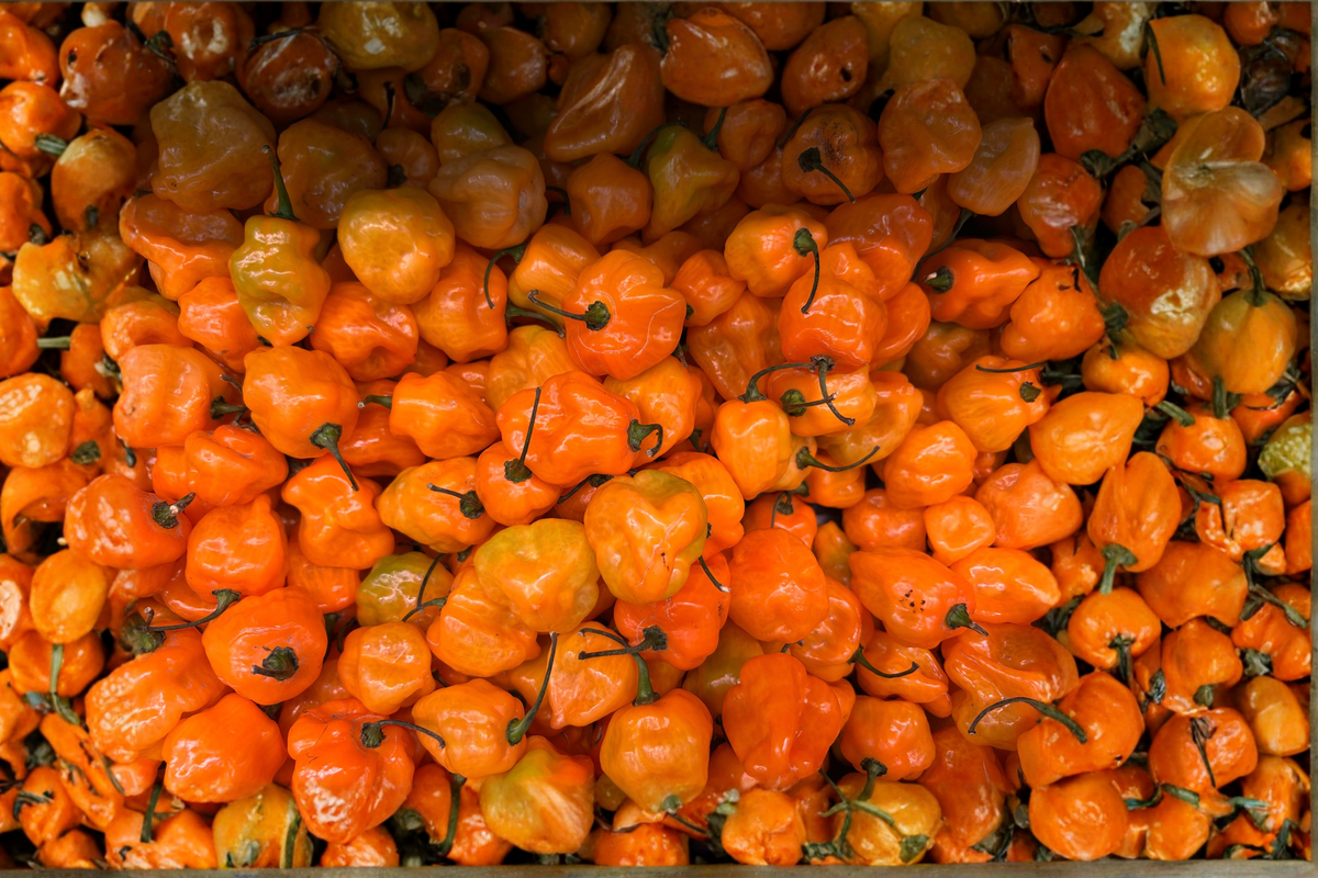 Fried Chicken Hot Pepper Live Starter Plants – 3-Pack, ~75+ Days Old