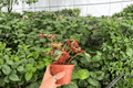 Harmony’s Prismatic Blush Begonia (2 Live Plants) – Exact Specimens in 4” Pot (Shipping Confirmed)
