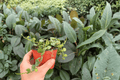 Hoya curtisii - 2 Exact Live Plants in 4-Inch Pots