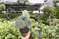 Alocasia Melo 2 Live Plants in 4-Inch Pots – 2 Exact Plants