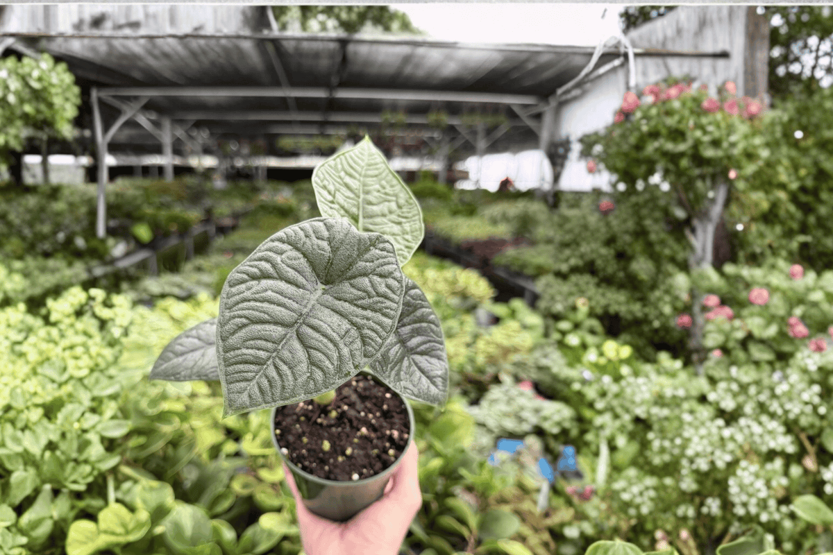 Alocasia Melo 2 Live Plants in 4-Inch Pots – 2 Exact Plants