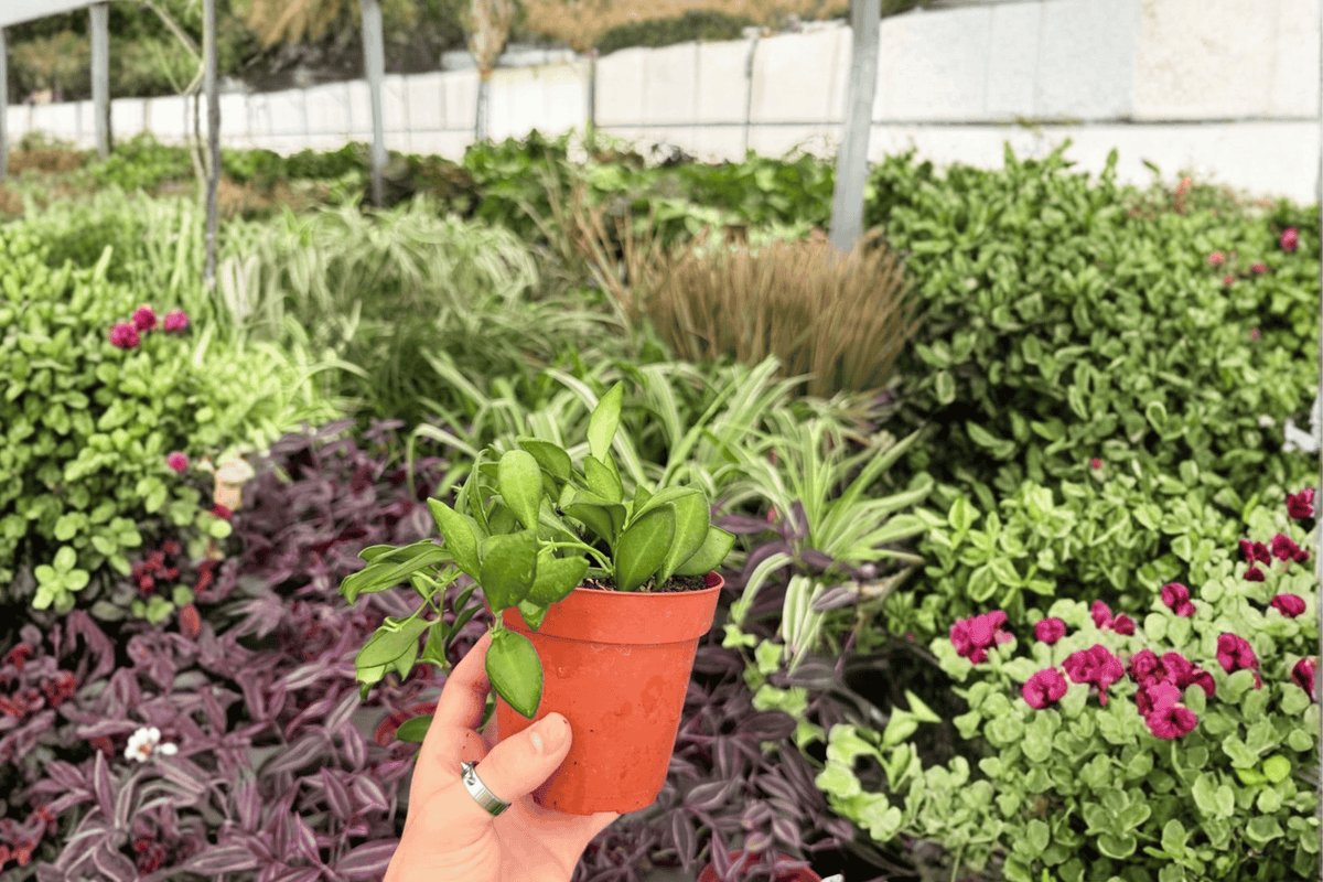 Hoya bilobata - 2 Live Plants in 4-Inch Pots | Exact Plants