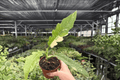 Philodendron Ring of Fire - 2 Live Plants in 4" Pot (Ring of Fire)