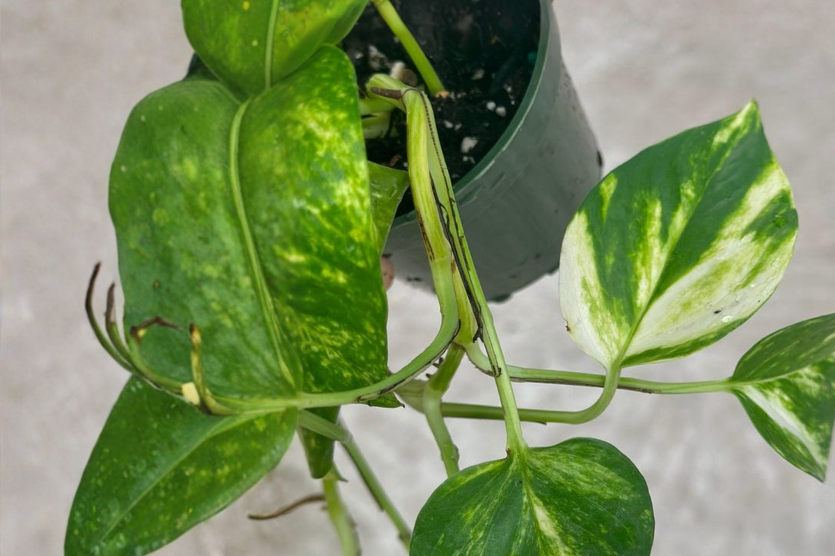 Hawaiian Pothos Plant Live 4-Inch Pot Epipremnum aureum | Large Leaf Indoor Houseplant Starter