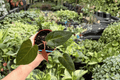 Anthurium Legend x Regale 2 Live Plants in 4-Inch Pots – Exact Plants