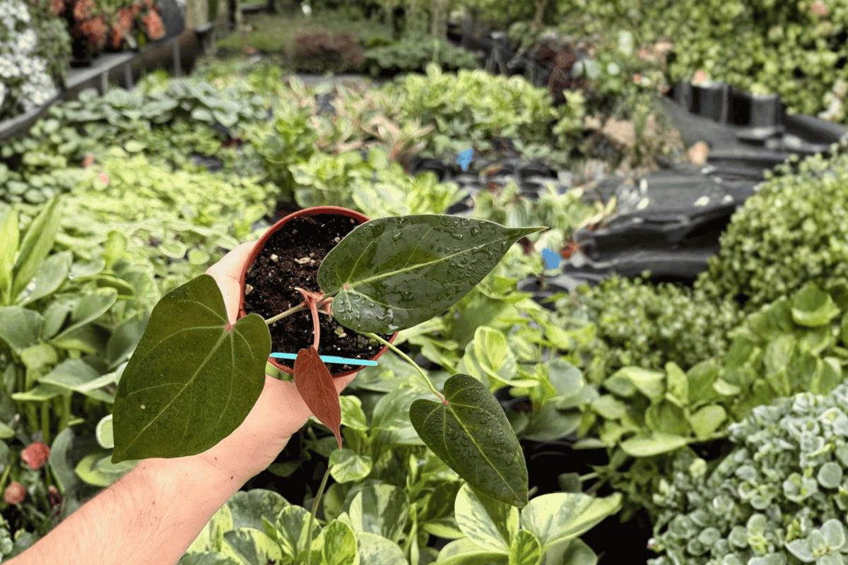 Anthurium Legend x Regale 2 Live Plants in 4-Inch Pots – Exact Plants