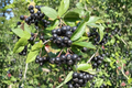 Black Chokeberry Viking – Aronia melanocarpa Live Plant in 4" Pot