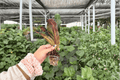 Mammy Croton 2 Live Starter Plants (Codiaeum variegatum ‘Mammy’) - Bare Root, 2-Inch Pots