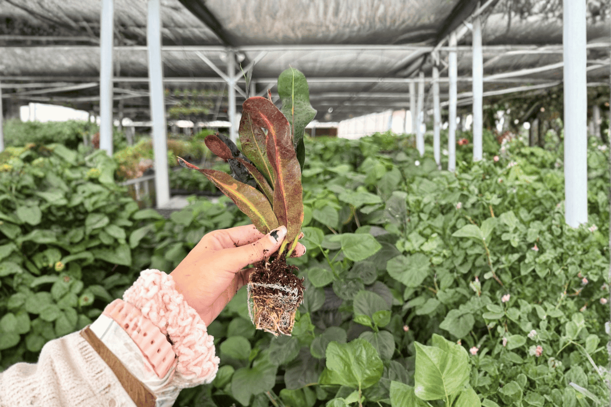 Mammy Croton 2 Live Starter Plants (Codiaeum variegatum ‘Mammy’) - Bare Root, 2-Inch Pots