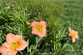 Daylily Chorus Line Bare Root Plants - 3 Pink Hemerocallis Chrysanthemum? Chorus Line Daylily