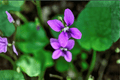 Royal Robe Sweet Violet Viola odorata (Royal Robe) - 4-Inch Pot Live Plant