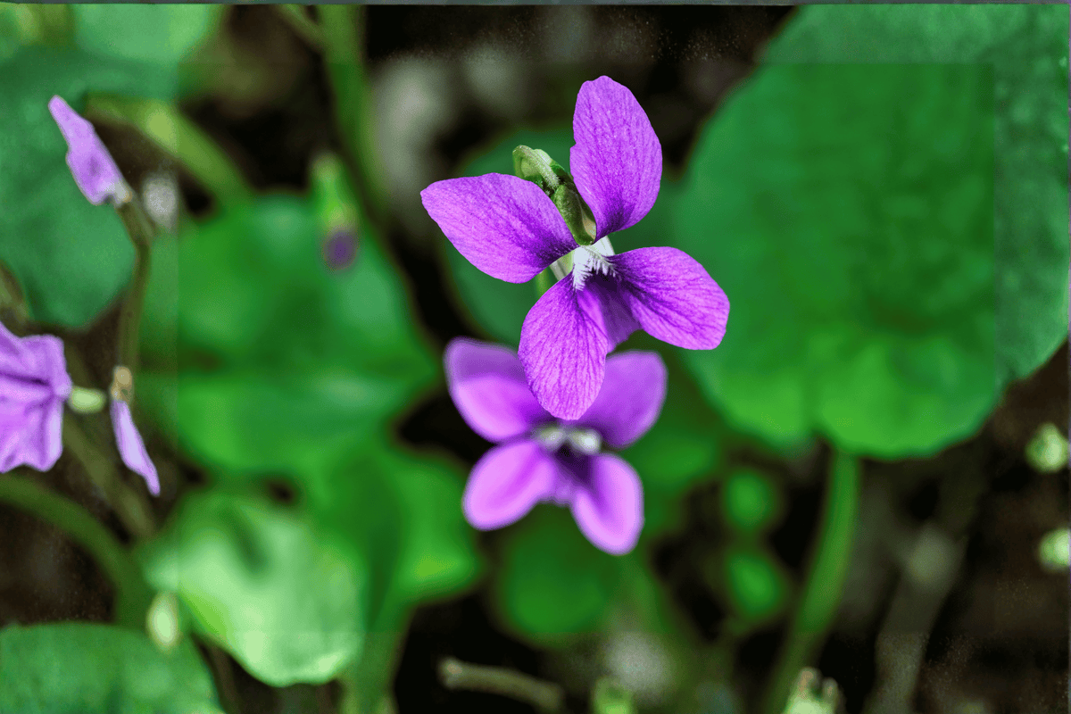 Royal Robe Sweet Violet Viola odorata (Royal Robe) - 4-Inch Pot Live Plant