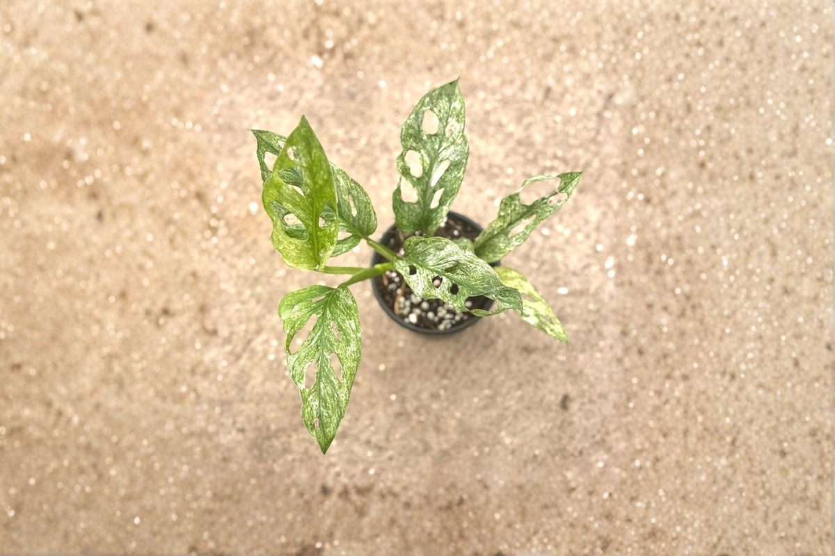 Monstera Mint Variegated Adansonii - 4 Inch Pot Live Plant