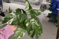 Epipremnum pinnatum Albo Live Plants (2) - 4-Inch Pots, Variegated Aroid