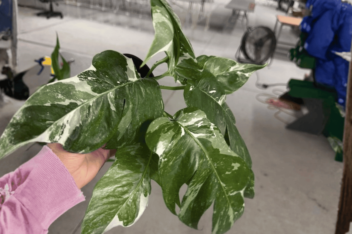 Epipremnum pinnatum Albo Live Plants (2) - 4-Inch Pots, Variegated Aroid