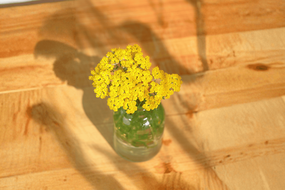 Moonshine Yarrow (Achillea ‘Moonshine’) - 1 Live Plant in 4-Inch Pot
