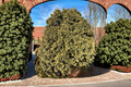 Golden Arborvitae Wareana Lutescens – Thuja occidentalis Live Plant, Quart Pot