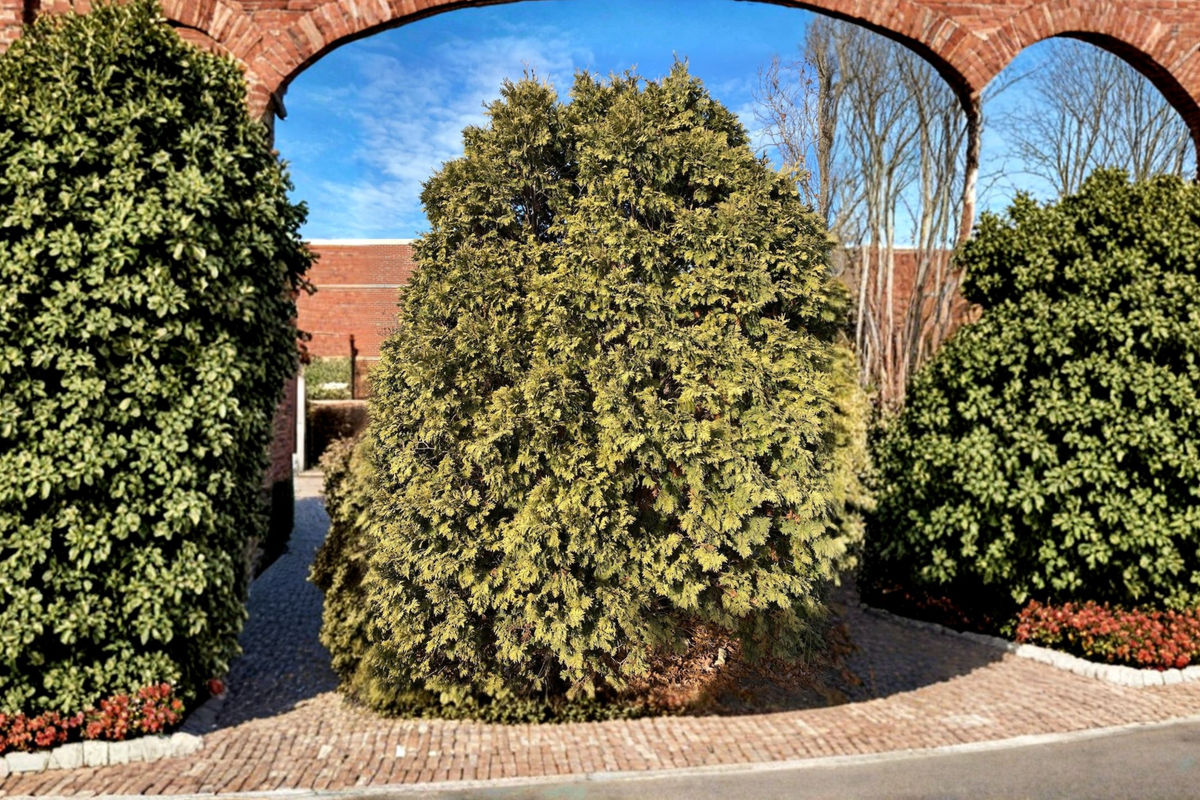 Golden Arborvitae Wareana Lutescens – Thuja occidentalis Live Plant, Quart Pot