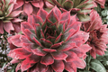 Chick Charms Autumn Apple Hens and Chicks Sempervivum ‘Autumn Apple’ — 1 Live Plant in 4-Inch Pot