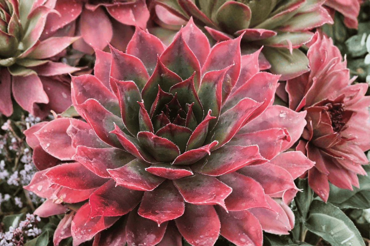 Chick Charms Autumn Apple Hens and Chicks Sempervivum ‘Autumn Apple’ — 1 Live Plant in 4-Inch Pot