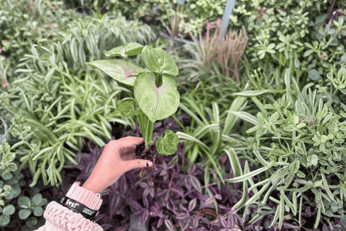Syngonium Mango Allusion Starter Plants (2) in Plugs – Exact Live Plants