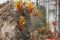 Bush Tenacity Kangaroo Paw Anigozanthos ‘Bush Tenacity’ – 1 Gallon Live Plant