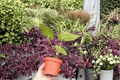 2x Anthurium Xone × Subsignatum Live Plants - 4-Inch, Bare Root