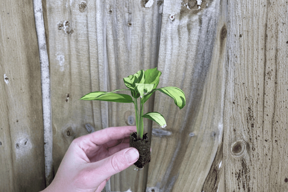 Calathea pilosa Starter Plants – 2 Bare-Root Live Tropical Plants