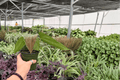Anthurium Red Sinus x Hulk Live Plants - 4-Inch Pots (2-Pack)